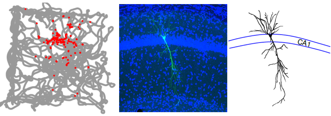 METHODS – Wang Lab @ SIAT